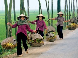 Вьетнамская культура