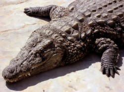 1. Джерба - Заповедник крокодилов