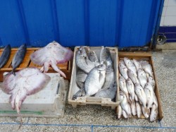 Эль-Джадзiда (​​Марока) - свежавылаўленая рыба ў рыбным порце