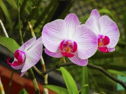 2. Канди (Шри-Ланка) - орхидея в ботаническом саду