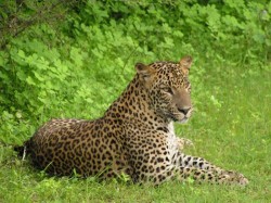 3. Канди (Шри-Ланка) - национальный парк Хортон Плейнс