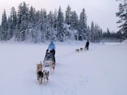 2. Юлляс (Финляндия) - катание на собачьей упряжке