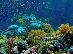 4. Макади Бэй (Египет) — подводный мир Красного моря