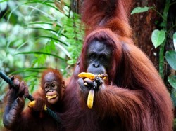 Борнео (Малайзия) -  животный мир 