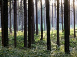 2. Подебрады (Чехия) - пойменные леса