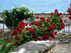 3. Балчик (Болгария) - розы