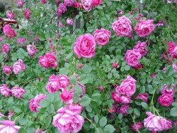 2. Солнечный день (Болгария) - розы