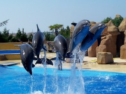 Коста Брава - Бланес (Испания) –  показательное шоу в аквапарке Marineland  