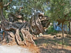  4. Закиф- самое старое дерево оливы