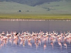 Ларнака (Кипр) - озеро с фламинго