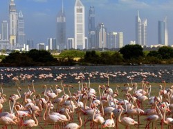 Дубай (ОАЭ) - фламинго