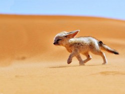 Дубай (ОАЭ) - пустынная лисица