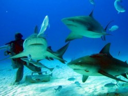 4. Канкун - Дайвінг з акуламі