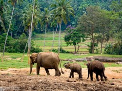 1. Коломбо (Шри-Ланка) - национальный парк Удавале