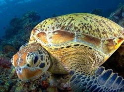 2. Хиккадува (Шри-Ланка) - животный мир кораллового рифа