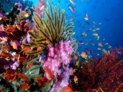 1. Хиккадува (Шри-Ланка) - корраловый риф