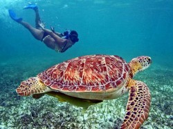 3. Хиккадува (Шри-Ланка) - купание с морскими черепахами