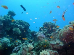 4. Акаба (Иордания) - подводный мир