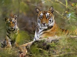 3. Керала (Индия) - тигриный заповедник Перияр