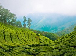 Керала (Індыя) - чайныя плантацыі