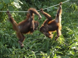 1. Сабах (Малайзия) - заповедник орангутанов Сепилок