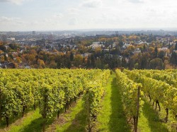 1. Висбаден (Германия) - виноградники вблизи Висбадена