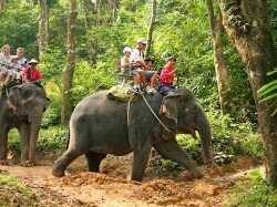 3. БiнтаБiнтан (Інданезія) - шпацыр на сланах