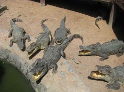 1. Бинь Чау - Крокодиловая Ферма