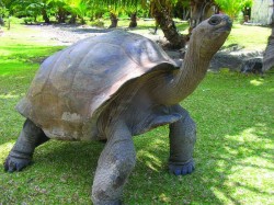 Праслин (Сейшелы) - гигантская альдабрская черепаха