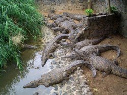 3. Южное побережье (Маврикий) - крокодиловая ферма La Vanille Crocodile Park