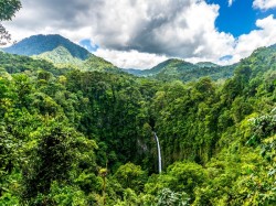 Коста-Рыка - трапічны лес