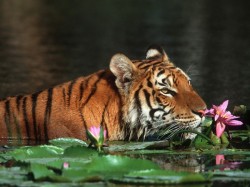 Бангладеш - Бенгальский тигр