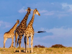 Намибия - жирафы