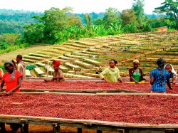 Эфіопія - вырошчванне кавы