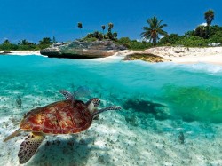 2. Антигуа и Барбуда - морская черепаха