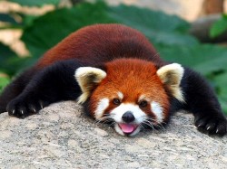 1. Бутан - красная панда