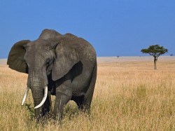 1. Гамбия - слон