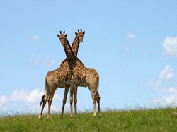 Замбия - Жирафы