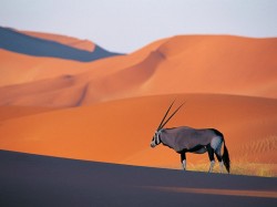 Мавритания - антилопа орикс