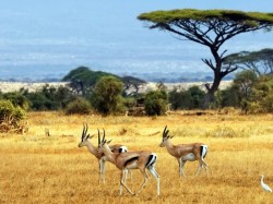Батсвана - Нацыянальны парк
