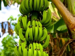 Кука острова - бананы