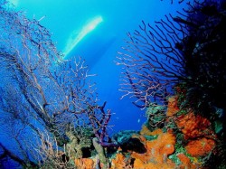 4. Теркс и Кайкос - коралловые рифы