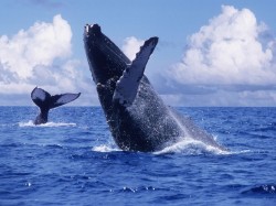 4. Мексика - синие киты у побережья