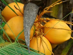 Шри-Ланка - кокосы