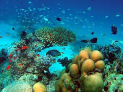 2. Мальдивы - коралловые рифы