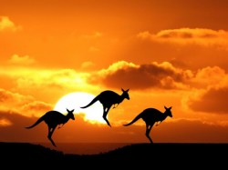 Аўстралія - кенгуру