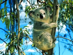 Австралия - коала