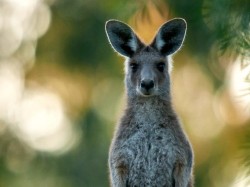 Аўстралія - кенгуру