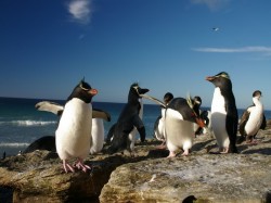 2. Аргентина - пингвины в Пунта Томбо