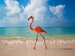 Багамские острова - розовый фламинго